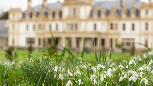 Snowdrops at Dyffryn Gardens